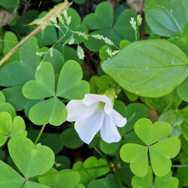 Oxalis incarnata Kwiat