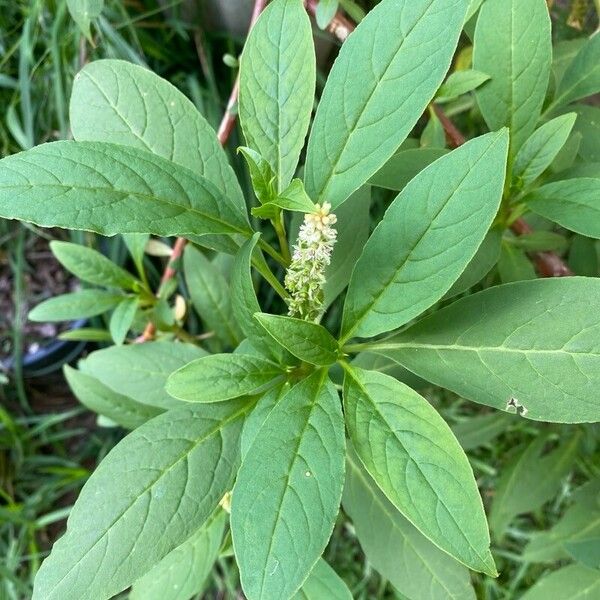 Phytolacca octandra Лист