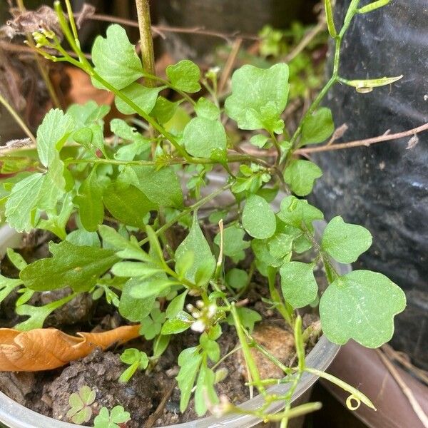 Cardamine bonariensis List