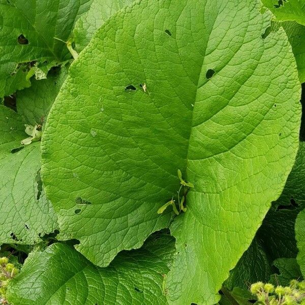 Trachystemon orientalis Leaf