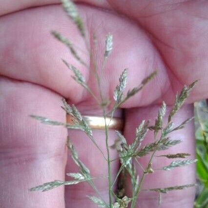 Eragrostis minor Кветка