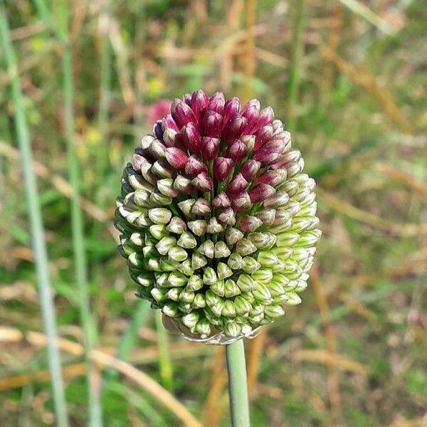 Allium sphaerocephalum Kvet