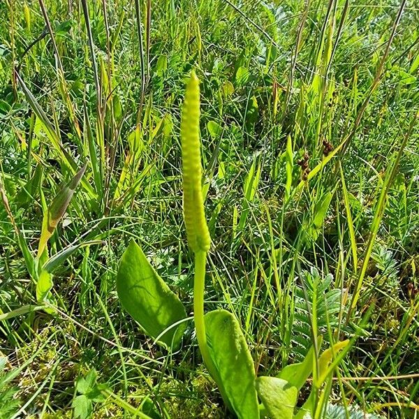 Ophioglossum vulgatum Blomma