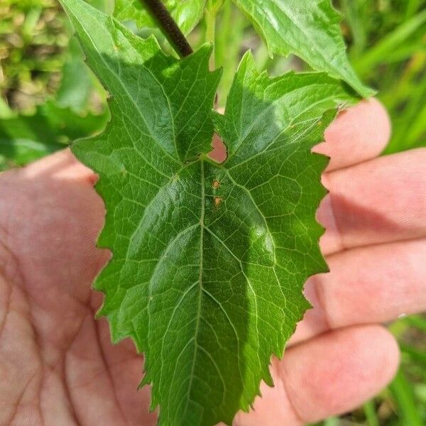 Mikania micrantha Leaf