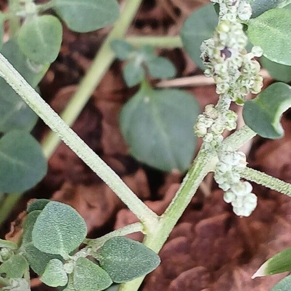 Chenopodium vulvaria Kůra