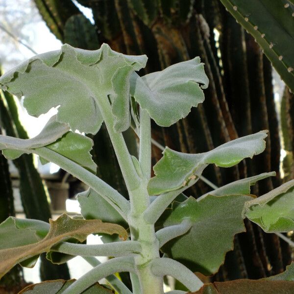 Kalanchoe beharensis Leaf