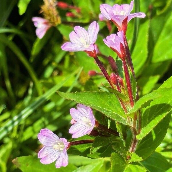 Epilobium alsinifolium Kwiat