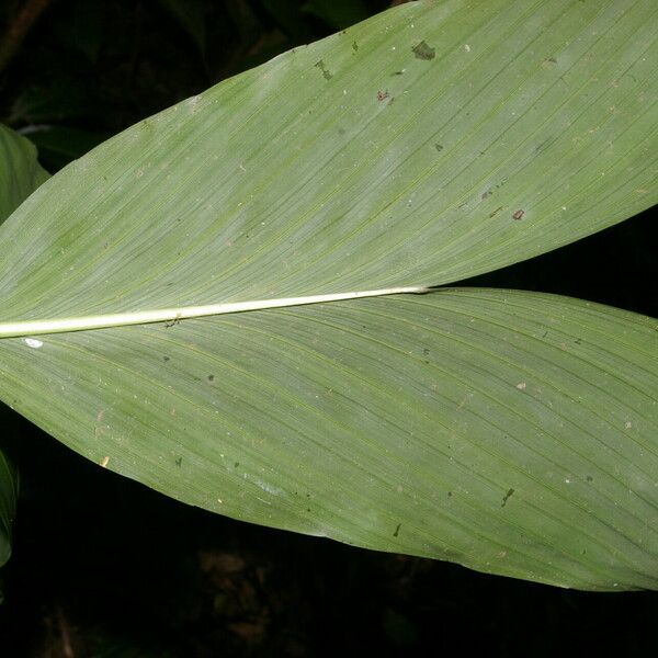 Chamaedorea dammeriana Blatt