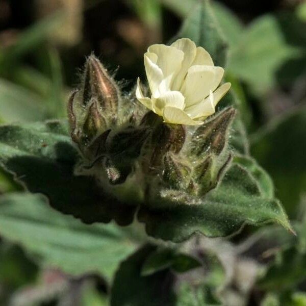 Nonea lutea Flower