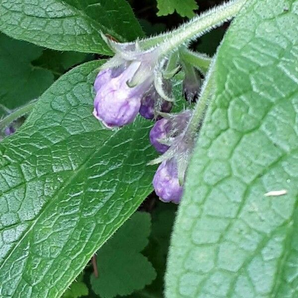 Symphytum officinale Fiore