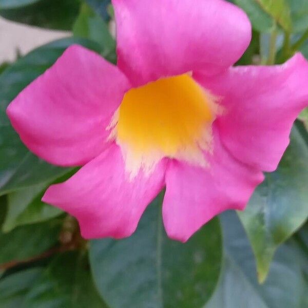 Mandevilla laxa Flower