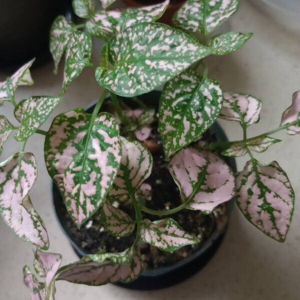 Hypoestes phyllostachya Leaf