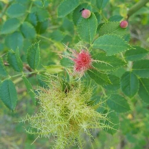 Rosa canina Fleur