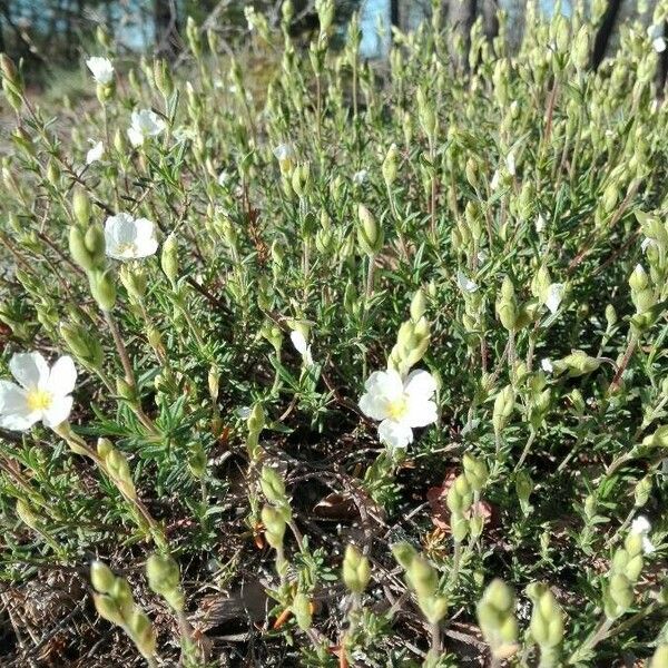 Cistus umbellatus 花