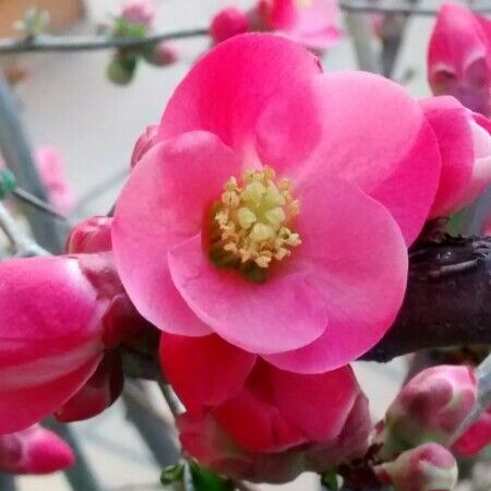 Chaenomeles japonica Цвят