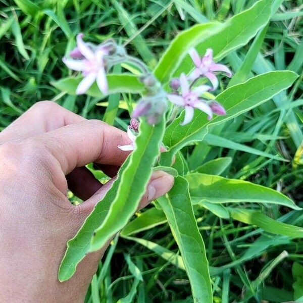 Oxypetalum solanoides Flor