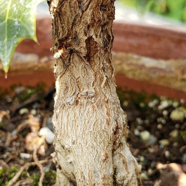 Osmanthus heterophyllus Kabuk