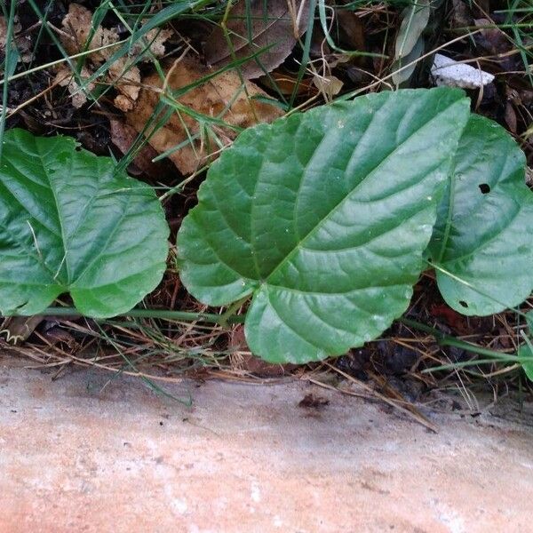 Cissus verticillata Deilen