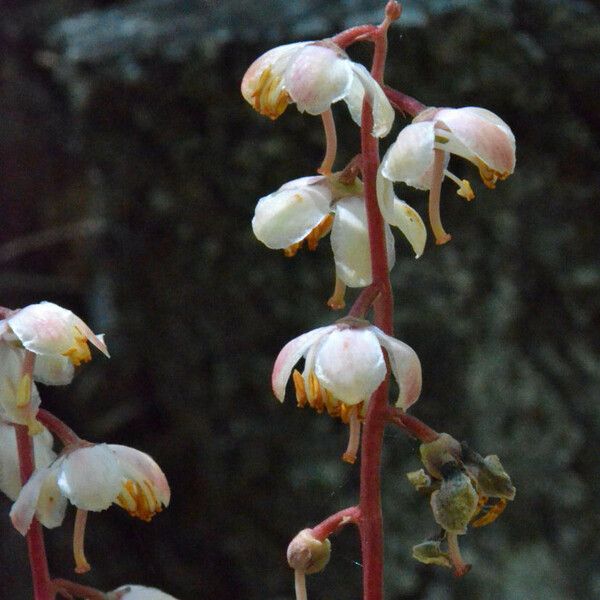 Pyrola picta Flor