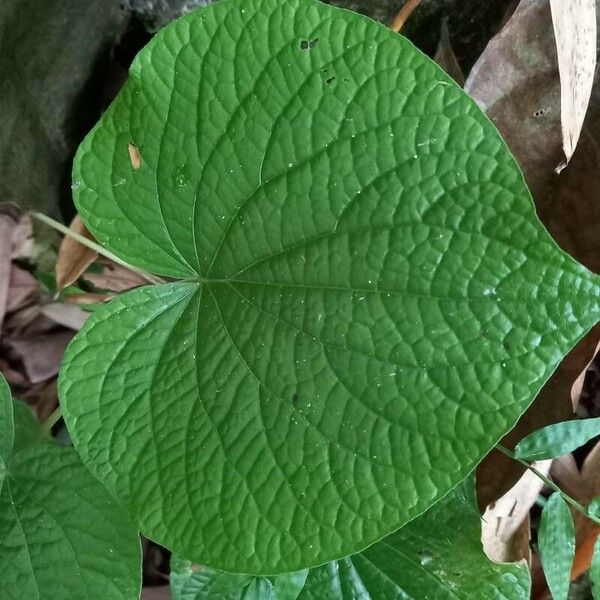 Piper umbellatum Leht