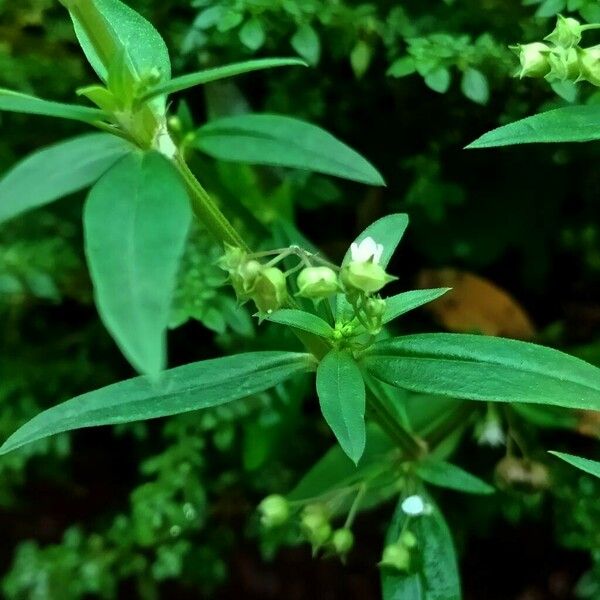 Oldenlandia corymbosa Flower