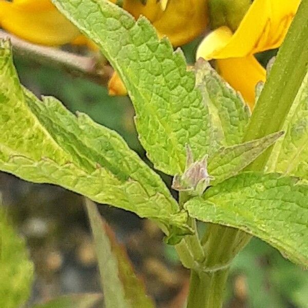 Agastache foeniculum Leaf