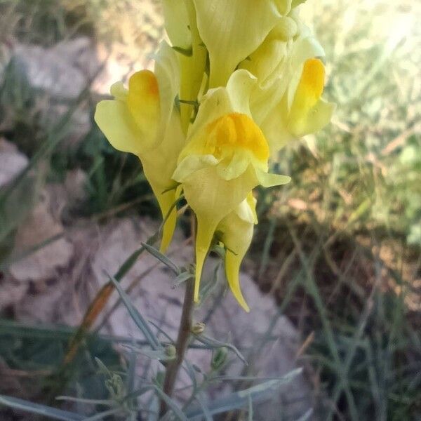 Linaria angustissima Кветка