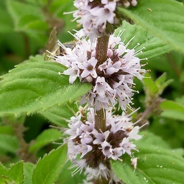 Mentha arvensis Flower