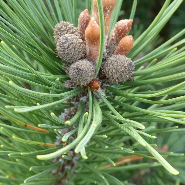 Pinus mugo Flors