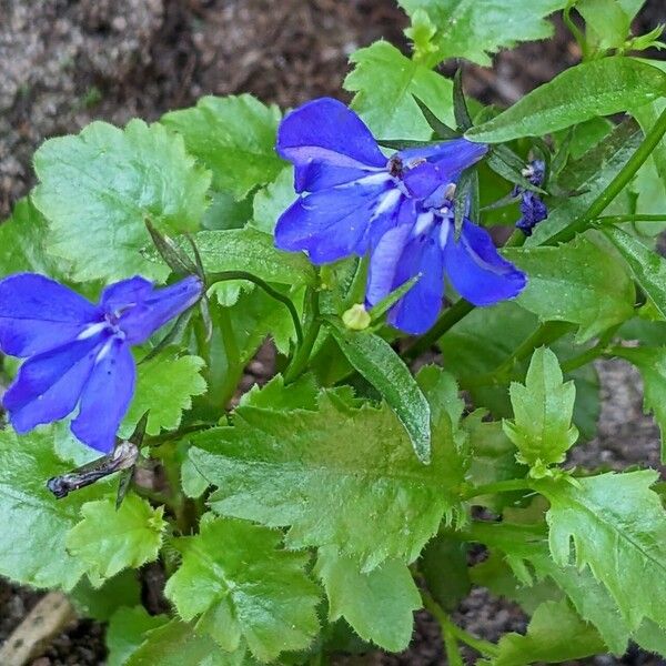 Lobelia erinus Fiore