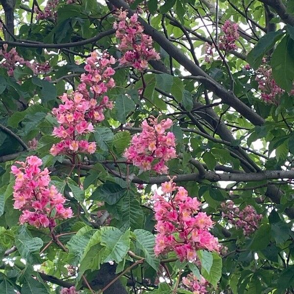 Aesculus × carnea Floare