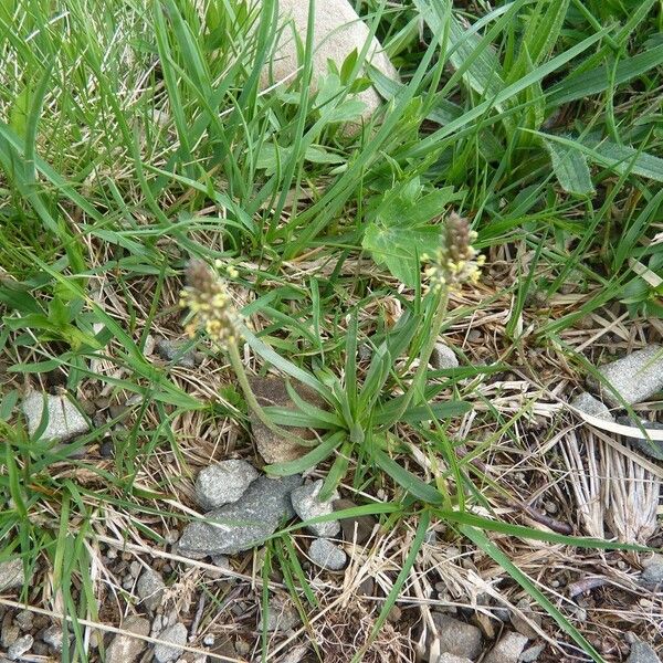 Plantago alpina موطن