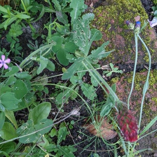 Trifolium incarnatum Habitus