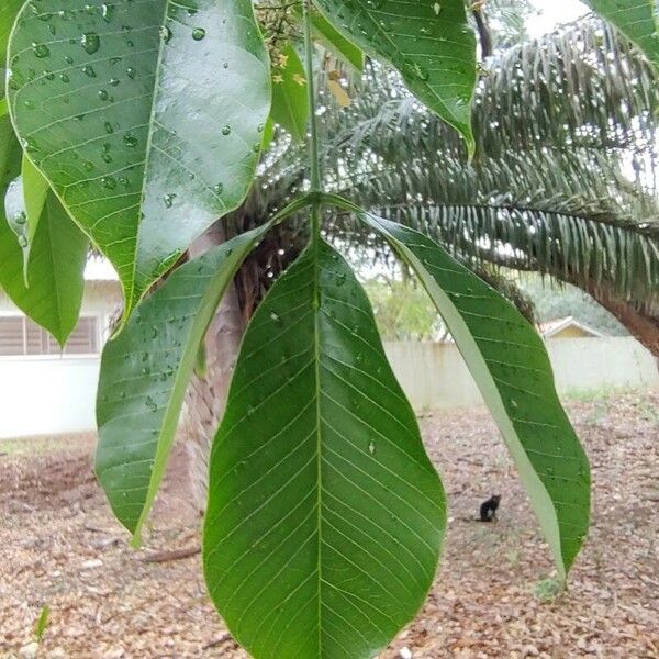 Hevea brasiliensis Leaf