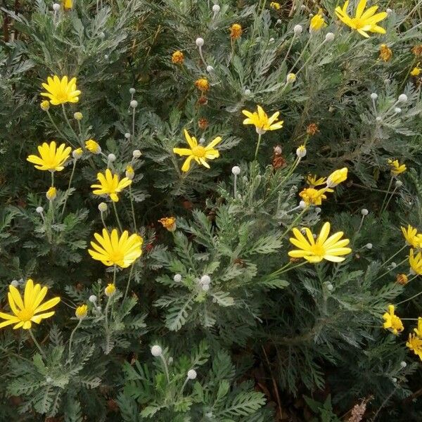 Glebionis coronaria Blüte