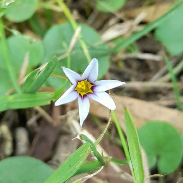 Sisyrinchium micranthum Blüte