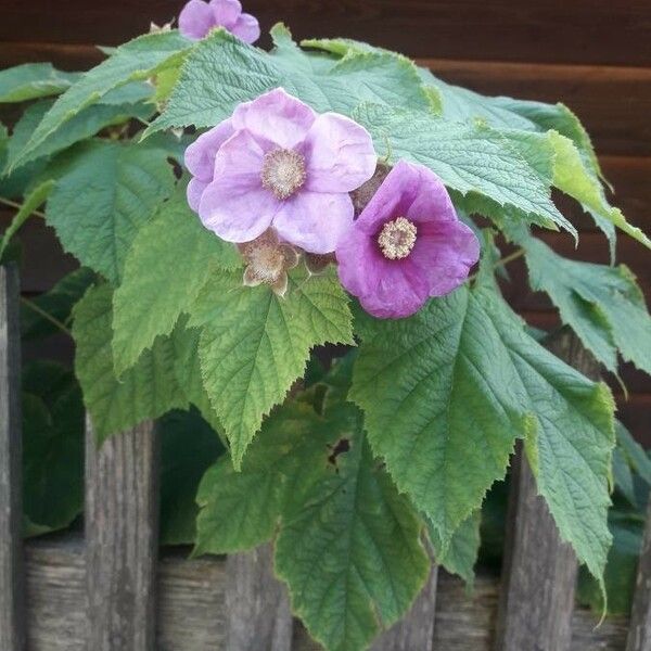 Rubus odoratus Flower