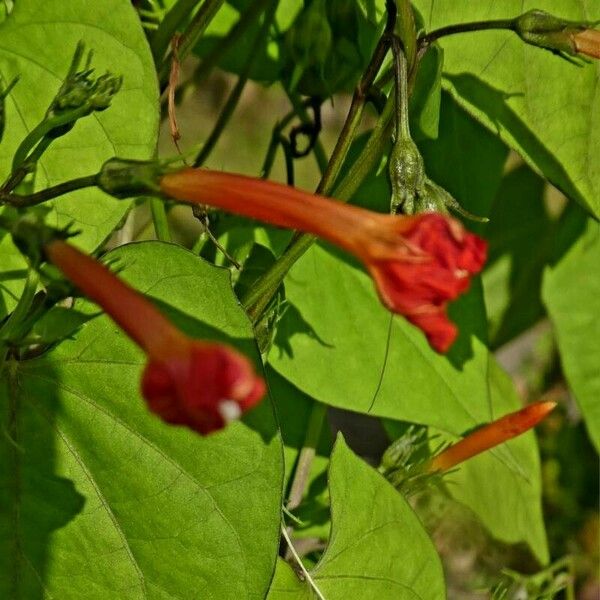 Ipomoea hederifolia Кветка