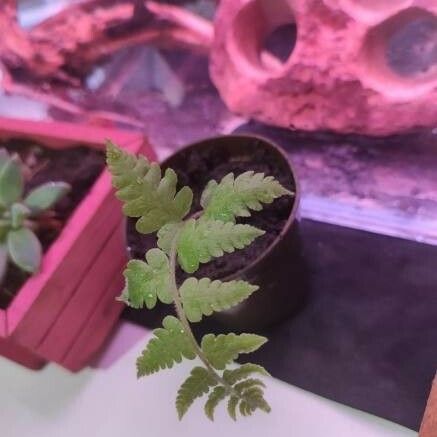 Woodsia ilvensis Leaf