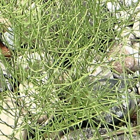 Equisetum ramosissimum Folha