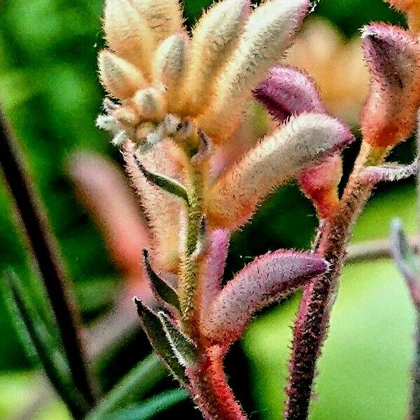 Anigozanthos flavidus Other