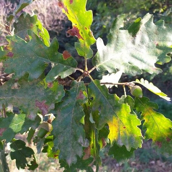 Quercus pubescens Fuelha