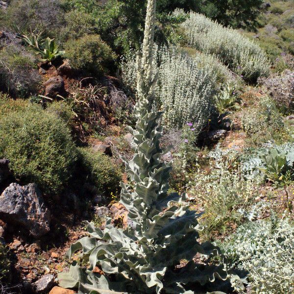 Verbascum macrurum
