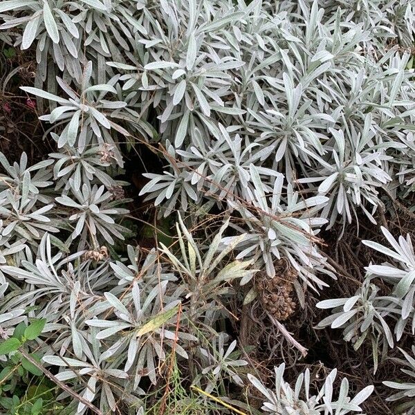 Helichrysum melaleucum Kita