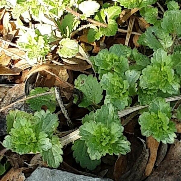 Veronica agrestis Leaf