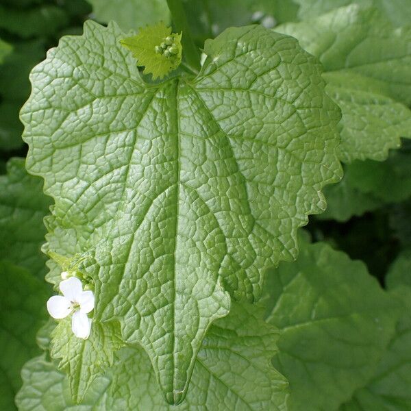 Alliaria petiolata Leaf