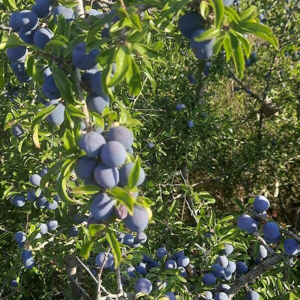 Prunus × fruticans Fruto