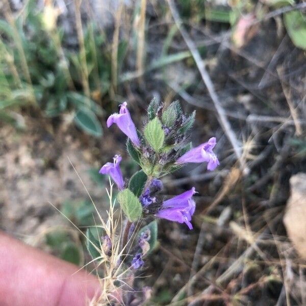 Clinopodium acinos Fiore