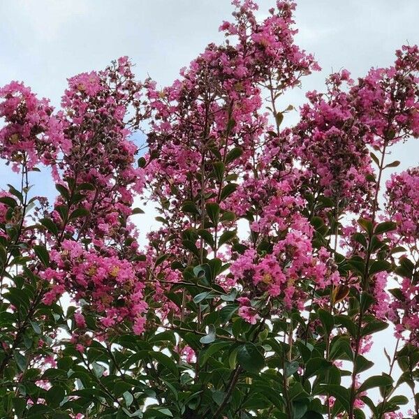 Lagerstroemia speciosa Virág