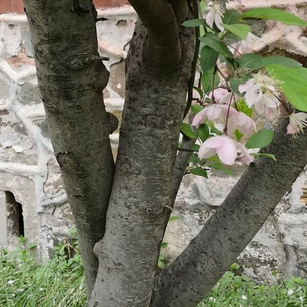 Malus halliana Bark